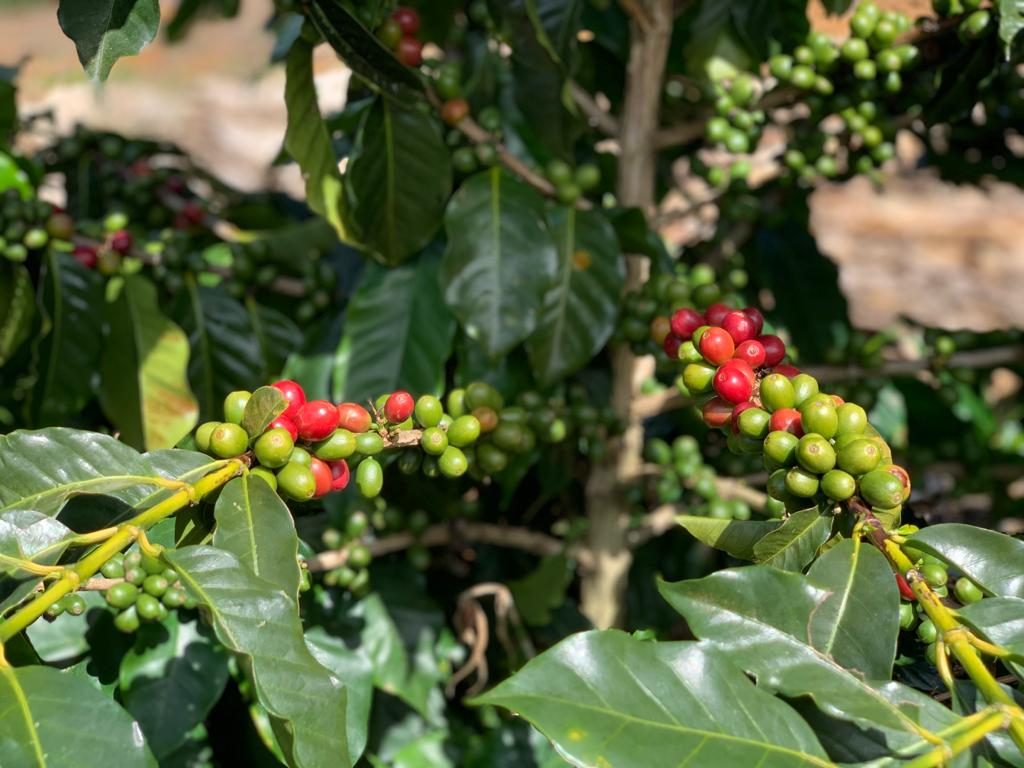 ciliegie di caffè brasiliano
