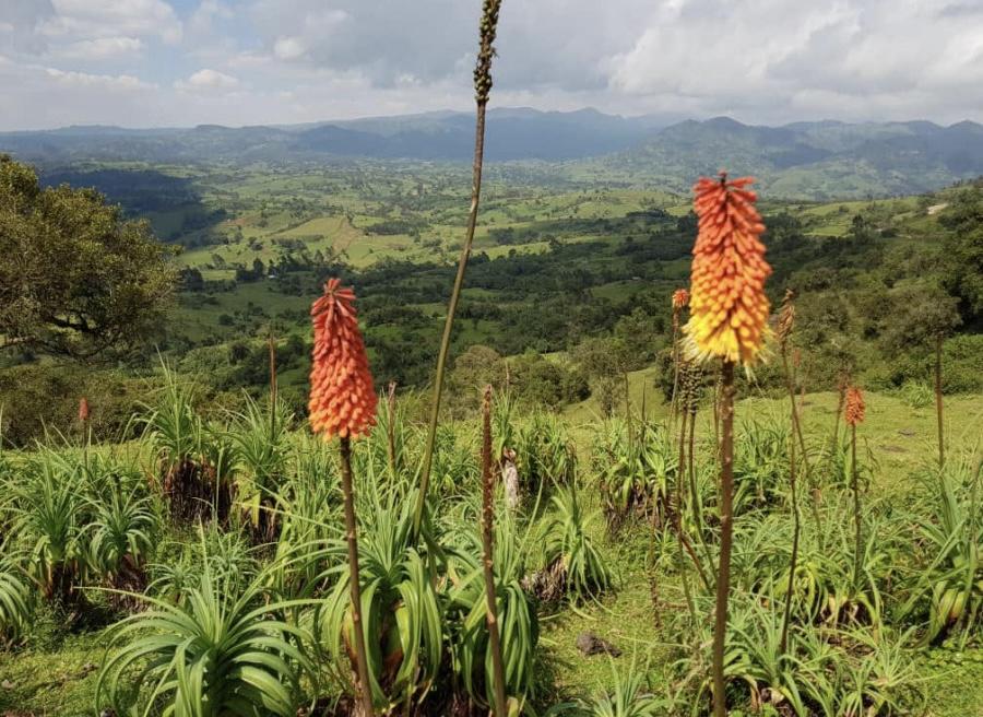 La zona di coltivazione Bale Mountain in Etiopia 