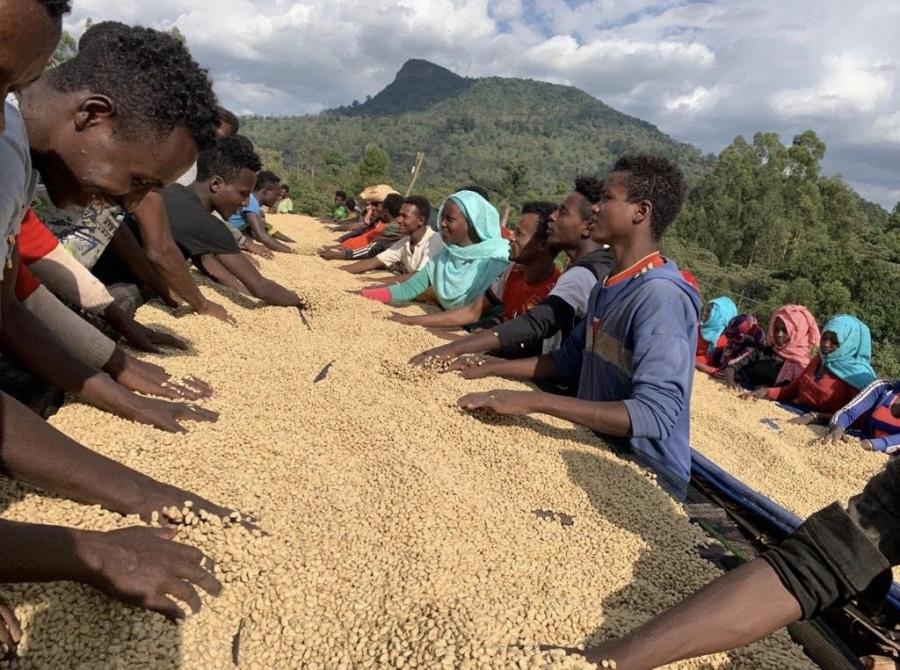 Specialty Coffee Ethiopia Bale Mountain