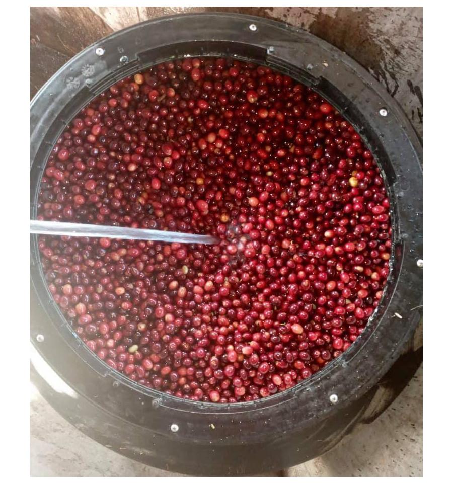 Anaerobic fermentation tanks for coffee